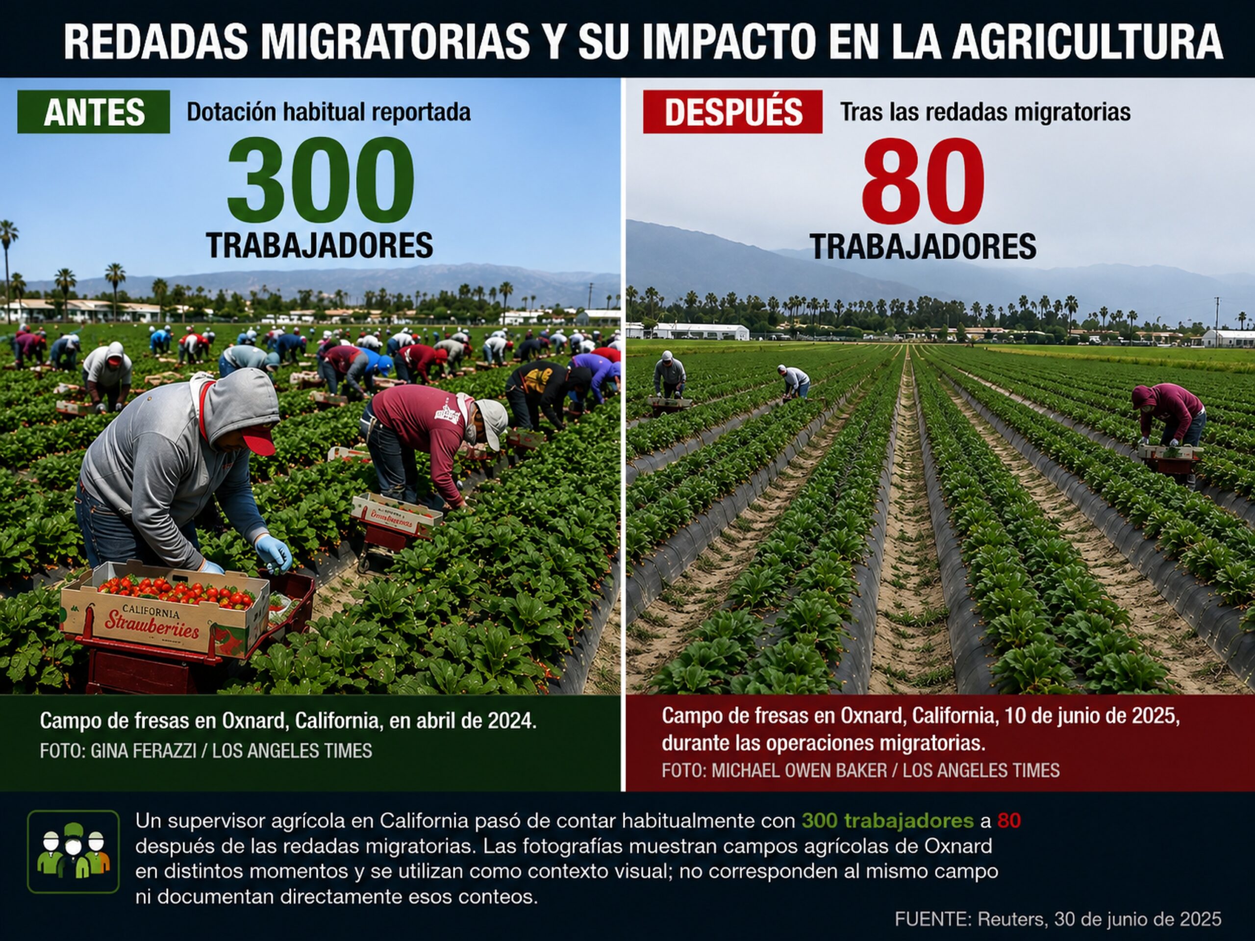 Díptico de campos de fresas en California que compara una dotación habitual de 300 trabajadores con 80 tras redadas migratorias.