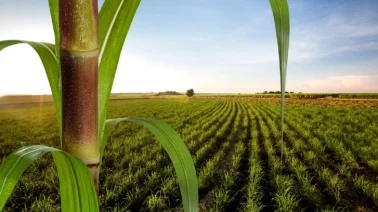 ¿Cómo República Dominicana se convirtió en un gigante mundial en la producción de furfural?