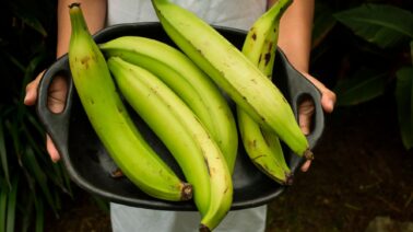 Golpe duro al bolsillo: Advierten que el plátano podría llegar a costar RD$50 por unidad