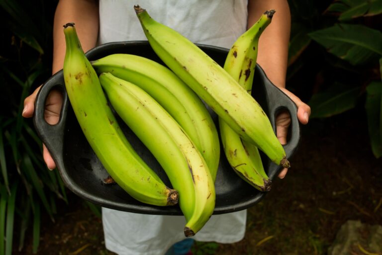 Golpe duro al bolsillo: Advierten que el plátano podría llegar a costar RD$50 por unidad