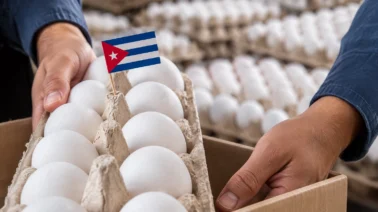 República Dominicana reanuda la exportación de huevos a Cuba con casi 4 millones de unidades