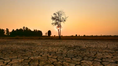 Alerta en el campo dominicano: La severa sequía estrangula la producción agrícola y ganadera