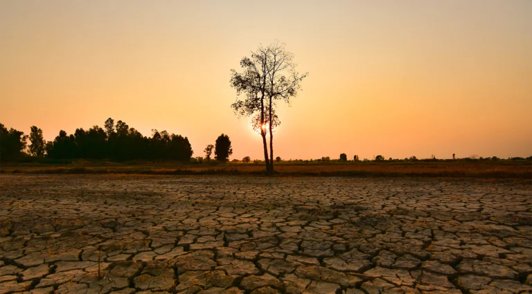 Alerta en el campo dominicano: La severa sequía estrangula la producción agrícola y ganadera