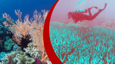 ¿Por qué podrían desaparecer los arrecifes de coral antes de 2075? Las conclusiones del informe de la UICN