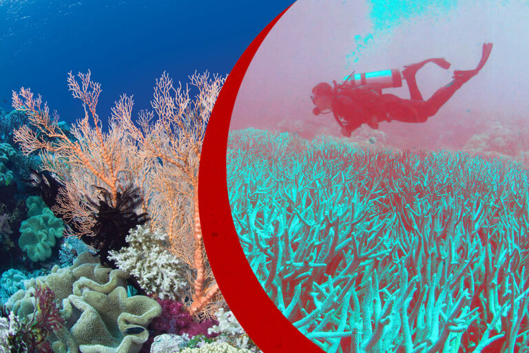 ¿Por qué podrían desaparecer los arrecifes de coral antes de 2075? Las conclusiones del informe de la UICN