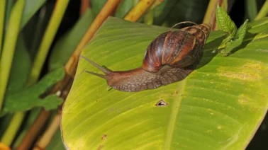 El caracol gigante africano llega a Santo Domingo y La Altagracia: por qué puede causar meningitis