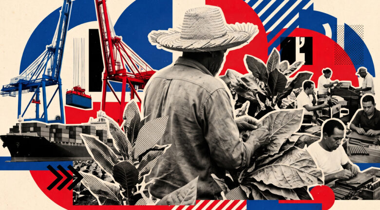 ¿Cuánto tabaco producirá República Dominicana en 2026-2027? Proyecciones, exportaciones y principales mercados