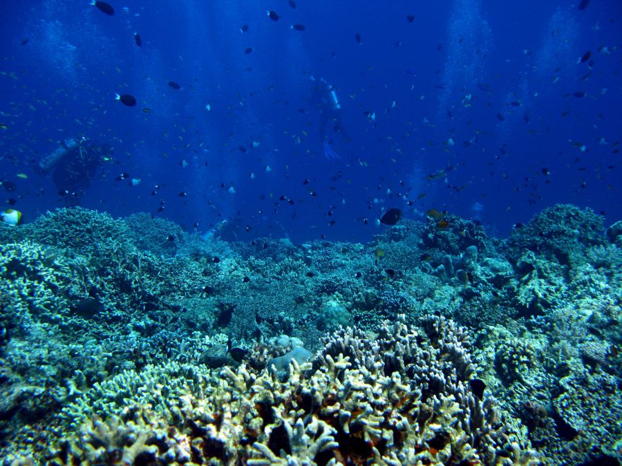 El 96 % de los arrecifes de coral afronta un riesgo crítico de colapso en 50 años