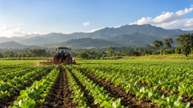 FAO aporta US$480.000 al agro dominicano: en qué se invertirán los recursos y hasta cuándo